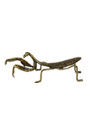 Sassy Brassy Praying Mantis