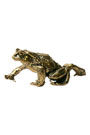Sassy Brassy Frog