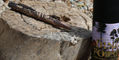 retro_51_smithsonian_dino_fossil_rollerball