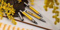 Monteverde_Ritma_Mimosa_Trio_Set
