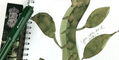 ferris_wheel_press_brilliant_beanstalk_carousel_fountain_pen_capped