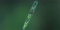 Conklin_1898_Clover_Valley_capped