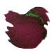 Wearingeul Yi Sang Literature Collection 30ml Fountain Pen Ink color swatch in A Taxidermied Genius (Shading)
