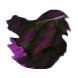 Van Diemans Ink Night Collection (30ml) Fountain Pen Ink color swatch in Aurora Australis